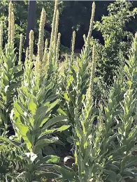  ?? (Special to the Democrat-Gazette) ?? Mullein is a native biannual that in its second year shoots up a tall flower spike.