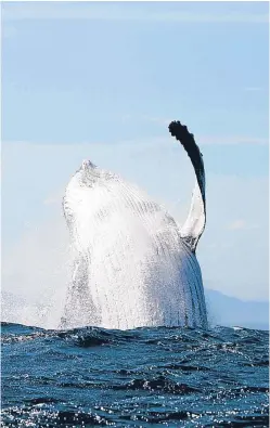  ?? Picture: Getty. ?? Humpback whales can grow to 52ft-long.