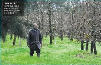  ??  ?? JOSÉ PEDRO. Teme que ya no pueda exportar más peras y limones a Italia.