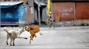  ??  ?? India still accounts for more than 36 per cent of the annual rabies deaths in the world with street dogs being the major contributo­r