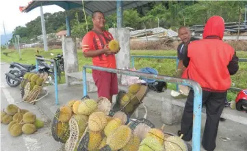  ??  ?? Hanafi sells a stack of nine big durians for RM65 at a bus stop close to Serian town centre. —Bernama photos