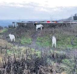  ??  ?? Goats at Stoke Park in Bristol, next to the WWII gun battery at Purdown BT Tower