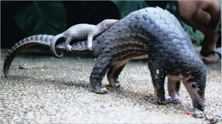  ??  ?? IMPERILLED: A pangolin carries its baby at Bali Zoo in Indonesia. An estimated 1 million pangolins have been taken from the wild for illegal trading.