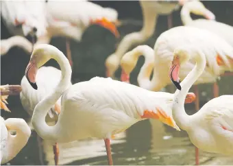  ??  ?? FEATHERED FRIENDS. Lesser flamingos, one of four species of the genus, feed as they stand together yesterday.