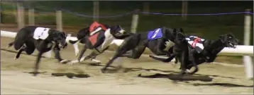  ??  ?? ‘Miss Trot’ leads from ‘Champs Direction’ in The Red Mills Future Champion Plate (Round 1, Heat 2).