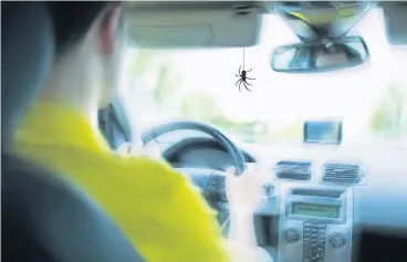  ?? FOTO: THINKSTOCK / MONTAGE: RP ?? Wer während der Fahrt in seinem Auto eine Spinne entdeckt, sollte „cool bleiben, zur Seite fahren und Herr der Lage werden“, rät Fahrlehrer Volker Freigang aus Wesel.