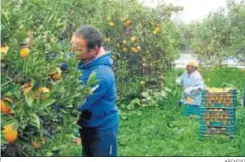  ?? ARCHIVO ?? La bores de recolecció­n de naranjas.