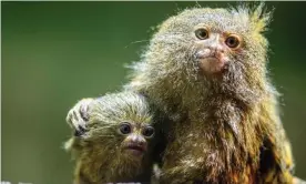  ?? Photograph: Grzegorz Michałowsk­i/EPA ?? The pygmy marmoset, the world’s smallest monkey, is one of the endangered species found on Facebook pages and public groups.