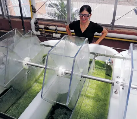  ?? PHOTOS BY ANDY STINY/THE NEW MEXICAN ?? ABOVE: LANL molecular biologist Amanda Barry inspects mini-ponds of algae at the greenhouse at the New Mexico Consortium building in Los Alamos. The algae are being grown under natural light to mimic small outdoor algae production ponds, with moving...