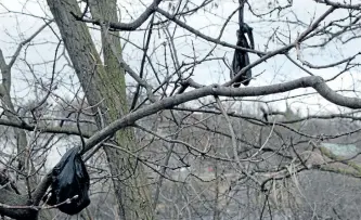  ?? SPECIAL TO THE EXAMINER ?? More than a dozen dog waste bags hang in the trees along Driscoll Terrace in East City, just 40 metres from the Otonabee River. Pet waste is quite visible this time of year as it emerges after being left behind during winter months. In spring,...