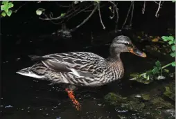  ??  ?? This female mallard duck foraging in the Mall River is as rare a sight as you’ll find in Dingle