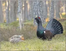  ?? ?? A capercaill­ie male displays to hens at a lek in a pine forest in Cairngorms National Park.