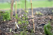  ??  ?? New seedlings of fruit trees in the newly planted food forest.