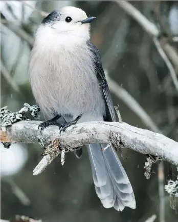  ??  ?? Once known as a gray jay, the newly named Canada jay is being put forward as a national bird candidate.