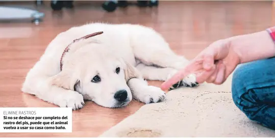  ??  ?? ELIMINE RASTROS Si no se deshace por completo del rastro del pis, puede que el animal vuelva a usar su casa como baño.