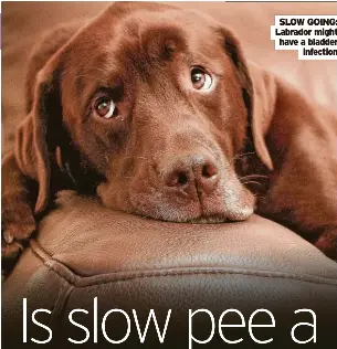 Is slow pee a big problem? - PressReader