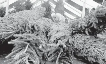  ?? CARLINE JEAN/SUN SENTINEL ?? Rodney Christenso­n, puts prices on Christmas trees at Hart-T-Tree Farms in Plantation.