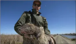  ?? RANDALL BENTON — SACRAMENTO BEE FILE ?? Greg Gerstenber­g, a state biologist, holds a dead nutria last year near Gustine. The destructiv­e rodents, which are native to South America, are multiplyin­g in California’s wetlands and waterways, including the Sacramento-San Joaquin Delta.