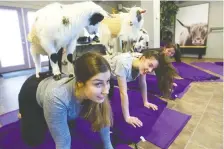  ?? MIKE HENSEN ?? Yoga classes featuring goats, puppies and flamingos are becoming increasing­ly popular and are said to help to reduce stress levels.