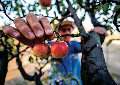  ?? Istock ?? Apesar do preço bom, não há previsão de aumento de área plantada com maçã no curto espaço de tempo, o consenso entre produtores é aumentar produtivid­ade