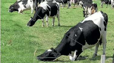  ??  ?? Feeding cattle is simple when the grass is growing but becomes challengin­g in winter or in a drought.