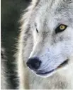  ??  ?? A wolf on Discovery Island is likely howling to call other wolves, a conservati­on officer says.