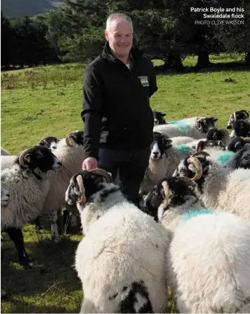  ?? PHOTO: CLIVE WASSON ?? Patrick Boyle and his Swaledale flock thought my younger brother should take over,” he explains.“And when I came home I rented land for my Swaledales and now I have my brother and nephew breeding them.”