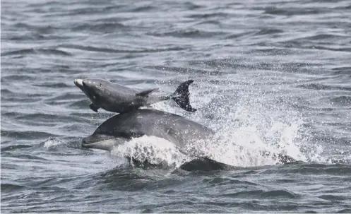  ??  ?? 0 Plans for ship-to-ship oil transfers threatened the world’s most northerly population of bottlenose dolphins claimed protesters