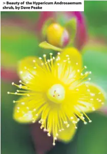  ??  ?? > Beauty of the Hypericum Androsaemu­m shrub, by Dave Peake