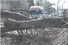  ?? DAN JANISSE ?? A tree blocks traffic on Matchette Road in front of Ojibway Park. Winds brought down trees and hydro wires throughout the area.