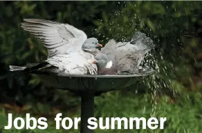  ??  ?? Putting out water in your garden will attract a variety of species, such as Woodpigeon, as well as provide you with plenty of entertainm­ent.