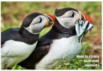  ??  ?? Meet St Kilda’s feathered residents