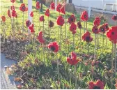  ?? PHOTO: Supplied. ?? A roadside display of knitted and crocheted poppies in Katikati.