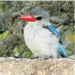  ?? Picture: TIM COCKCROFT ?? DIFFERENT COLOURS: The mangrove kingfisher has a light grey head and its bill is more carmine-red than the deep red of its brown-hooded cousin