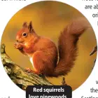  ?? ?? Red squirrels love pinewoods.