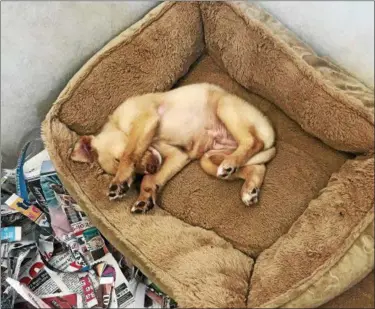  ?? PHOTO COURTESY OF DIANE’S DISCOUNT PETS ?? Lucky the puppy sleeps back in his own cozy bed at Diane’s Discount Pets. Because he is battling a bacteriolo­gical infection, he is kept separate from the other puppies.