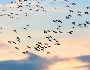  ?? Picture: Angus Whitson. ?? Pink-footed geese fly over Montrose Basin .