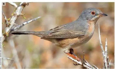  ??  ?? 5 Female Western Subalpine Warbler (Fuertevent­ura, Spain, 25 February 2020). This bird is a bright female with peachy hues extending onto the throat and highlighti­ng a weak pale submoustac­hial stripe. There are few clues here to its specific identity, but the Canary Islands location indicates that it will almost certainly be a Western Subalpine.