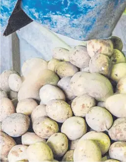  ?? Picture: Steve MacDougall. ?? Potatoes ready for grading at East Mains Farm, near Dundee.