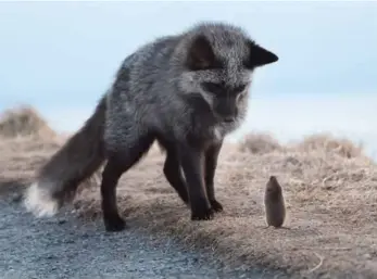  ??  ?? FAUNA
SECOND RUNNER-UP Carol Ann Ryan
Torbay, N.L. Retired nurse, 59 Stand Off: the Fox and the Vole
Signal Hill Trail, St. John’s, N.L. Blustery, -15 C morning, February 2019