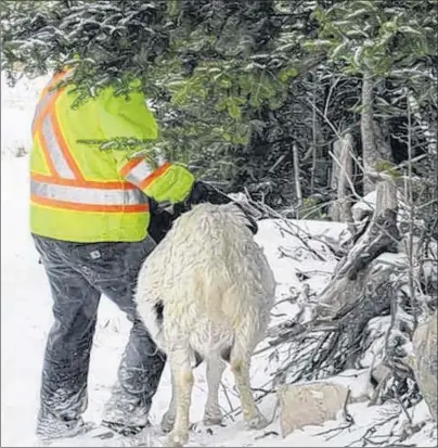  ?? SUBMITTED PHOTO ?? Joann Greeley stands next to the goat she rescued from a bog hole in Green’s Harbour.