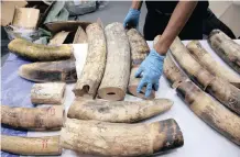  ?? | REUTERS African News Agency (ANA) ?? DURING the investigat­ion, the syndicate had claimed involvemen­t in multiple shipments of illegal ivory from Africa to China, and had been directly involved in the trade for years.