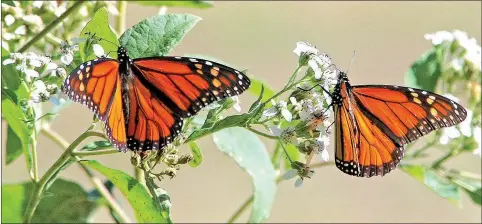  ?? Submitted/TERRY STANFILL ?? Monarch butterflie­s visit the blooms of a milkweed plant along the Eagle Watch Nature Trail in Gentry.