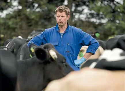  ?? JOSEPH JOHNSON/STUFF ?? Glen Herud, among his happy cows, operates Happy Cow Milk from a mobile milking unit in leased land. Could this be the new dairy model?