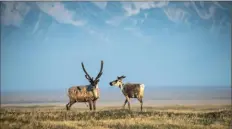  ?? Christophe­r Miller/The New York Times ?? Caribou from the Porcupine herd walk through the Arctic National Wildlife Refuge in northeast Alaska in June 2019.