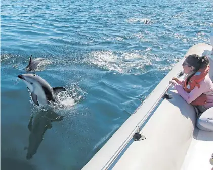  ??  ?? Amigables. El delfín oscuro forma grupos de entre 8 y 15 ejemplares y se acercan a las embarcacio­nes.
