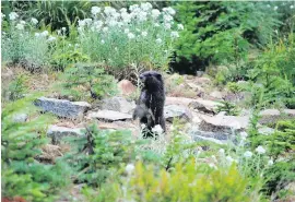  ??  ?? A Vancouver Island marmot.