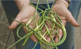  ?? BARRIE W.S. MURDOCK ?? New research says that cutting curly stems off garlic plants helps the bulbs developing in the ground grow bigger.