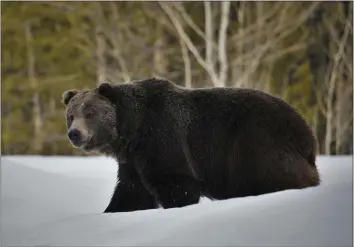  ?? JOE LIEB — U.S. FISH AND WILDLIFE SERVICE ?? A grizzly bear (Ursus arctos horribilis) in Grand Teton National Park, Wyo., in 2019.