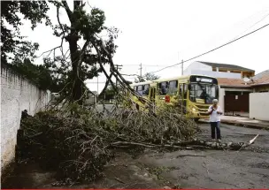  ?? Roberto Custódio ?? De acordo com a secretaria, a maioria das árvores que caíram durante a forte chuva era saudável